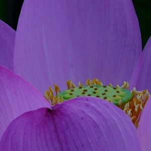 Meet your Posher, Jocelyn